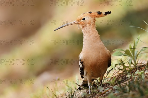Hoopoe (Upupa epops), Algarve, Portugal