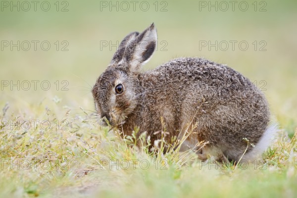 European hare (Lepus europaeus), young animal sitting in a meadow and eating grasses, North