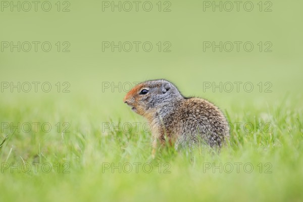 Columbia ground squirrel (Urocitellus columbianus, Spermophilus columbianus), juvenile, Waterton
