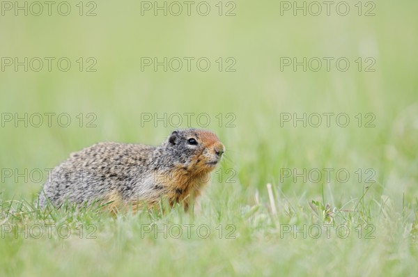 Columbia ground squirrel (Urocitellus columbianus, Spermophilus columbianus), Jasper National Park,