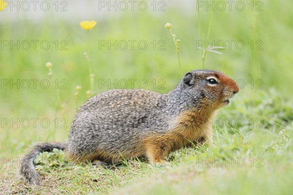 Columbia ground squirrel (Urocitellus columbianus, Spermophilus columbianus), Yoho National Park,