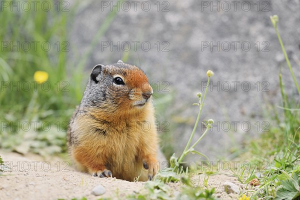 Columbia ground squirrel (Urocitellus columbianus, Spermophilus columbianus) at the burrow, Yoho