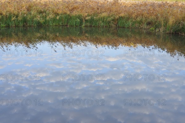 Clouds reflected in a pond with reeds (Phragmites australis, Phragmites communis) in autumn, North