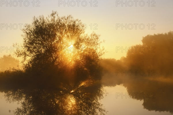 Silver willow (Salix alba) in the morning mist on the river Lippe at sunrise, North