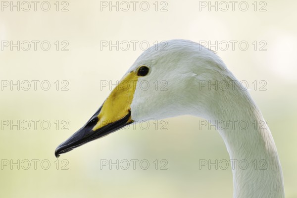 Whooper swan (Cygnus cygnus), portrait, Friesland, Netherlands