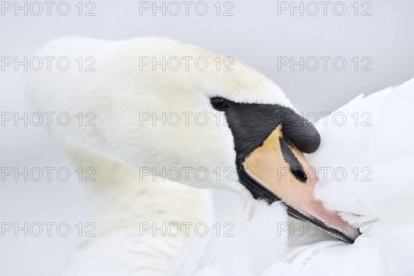 Mute swan (Cygnus olor) grooming its feathers, Alsace, France