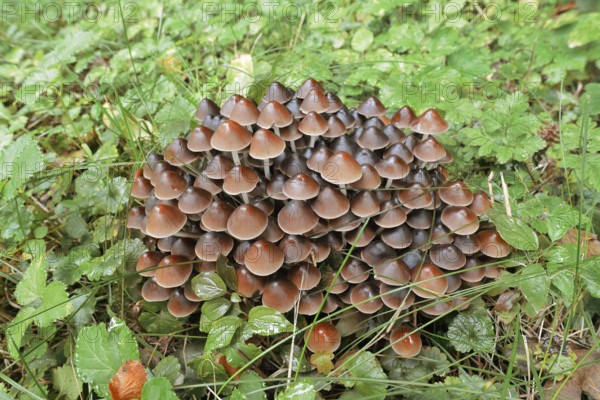 Rogers Mushroom (Britzelmayria multipedata, Psathyrella multipedata), North Rhine-Westphalia,