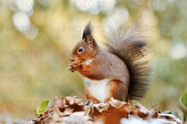 Eurasian squirrel (Sciurus vulgaris) sitting feeding on a pile of leaves with hoarfrost, North