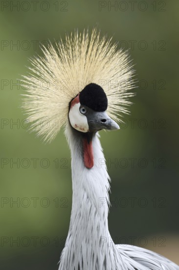 South African Crowned Crane or Grey-necked Crowned Crane (Balearica regulorum), portrait, captive,