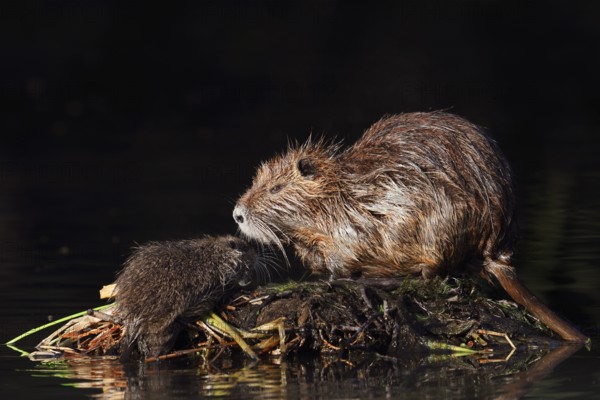 Nutria or swamp beaver (Myocastor coypus), female with young, North Rhine-Westphalia, Germany,