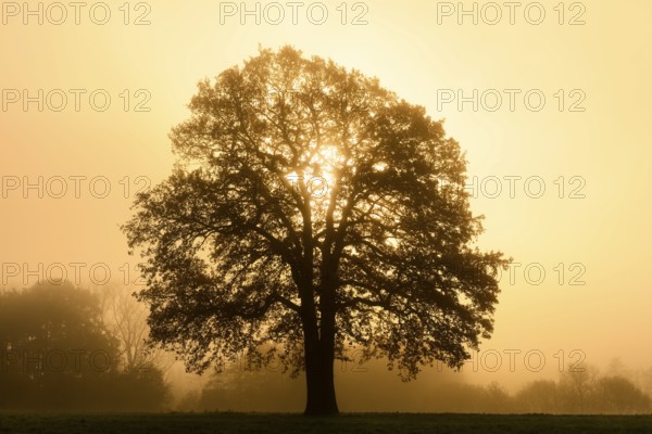 English oak (Quercus robur, Quercus pedunculata) in the morning mist at sunrise, North