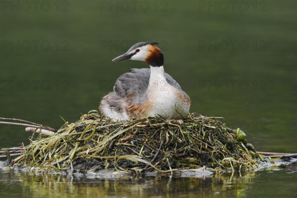 Great Crested Grebe (Podiceps Scalloped ribbonfish) sitting on its nest, North Rhine-Westphalia,
