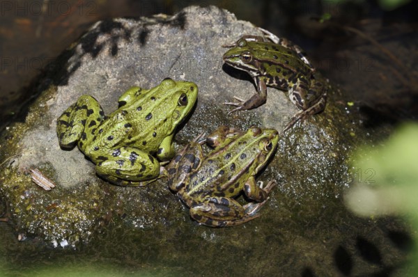 Pond frogs (Pelophylax esculentus, Rana esculenta) sitting on a stone, North Rhine-Westphalia,