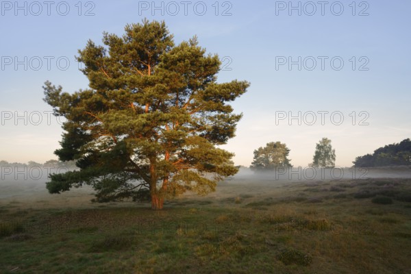 Scots pine or Scots pine (Pinus sylvestris) in heathland, Westruper Heide, North Rhine-Westphalia,