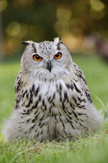 Turkmen Eagle Owl or Turkmen Eagle Owl (Bubo bubo omissus) sitting in a meadow, captive, occurrence