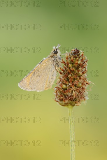 Small Skipper or Small Skipper butterfly (Thymelicus sylvestris) with dewdrops, North