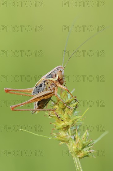 Roesel's bush-cricket (Roeseliana roeselii, Metrioptera roeselii), male, North Rhine-Westphalia,