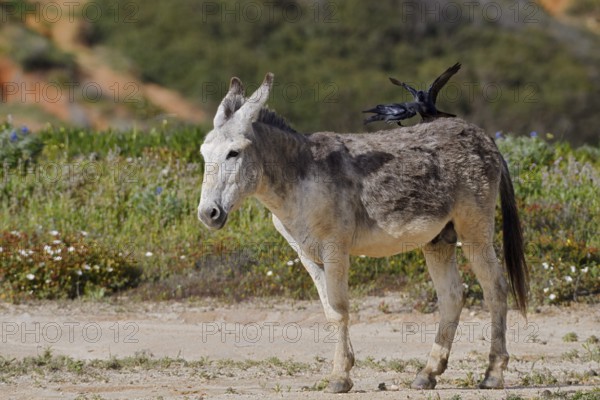 Domestic donkey (Equus asinus asinus) with jackdaws (Corvus monedula, Coloeus monedula) on its