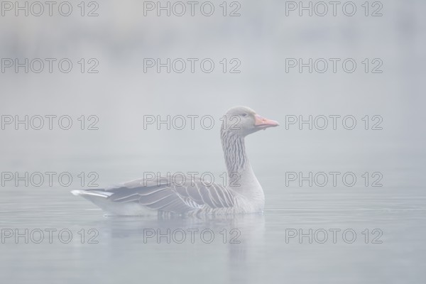 Greylag goose (Anser anser), swimming in the morning mist on a pond, North Rhine-Westphalia,