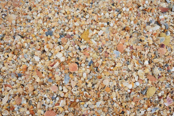 Different mussel shells on the beach, Algarve, Portugal