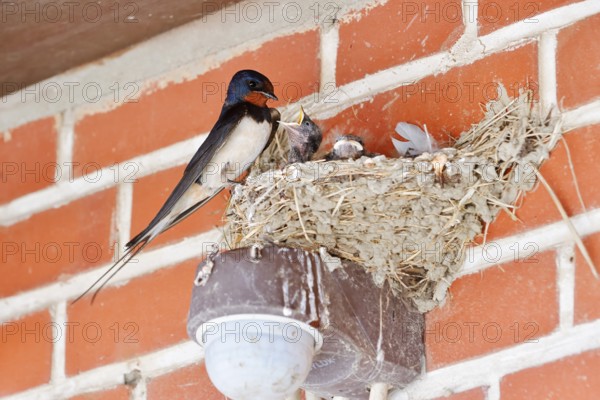 Barn Swallow (Hirundo rustica) with chicks in the nest, Schleswig-Holstein, Germany
