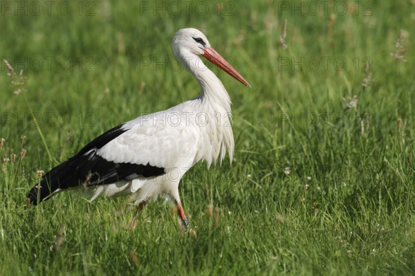 White stork (Ciconia ciconia) in a meadow, North Rhine-Westphalia, Germany