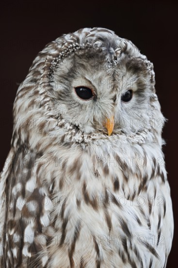 Ural owl (Strix uralensis), portrait, Bavarian Forest, Germany