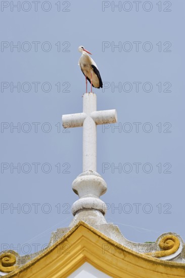 White stork (Ciconia ciconia) standing on the cross of a church, Portimao, Algarve, Portugal