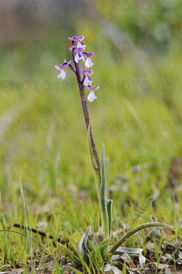 Green-winged orchid or Salep's orchid (Anacamptis morio, Orchis morio), flowering, Algarve,