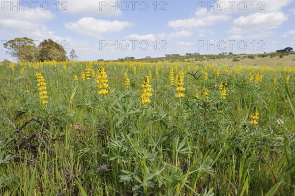 Flowering Yellow lupins (Lupinus luteus) in a meadow, Alentejo, Portugal