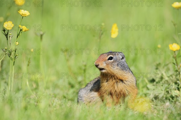 Columbia ground squirrel (Urocitellus columbianus, Spermophilus columbianus) in a flower meadow,