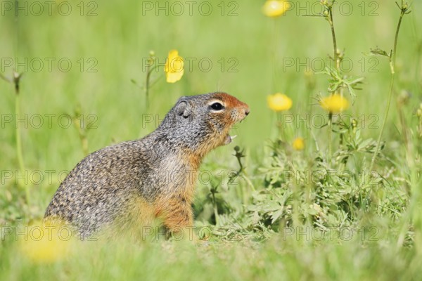 Columbia ground squirrel (Urocitellus columbianus, Spermophilus columbianus) sits calling in a