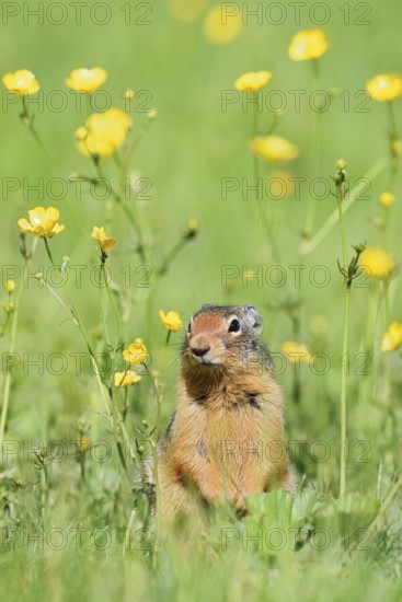 Columbia ground squirrel (Urocitellus columbianus, Spermophilus columbianus) in a flower meadow,