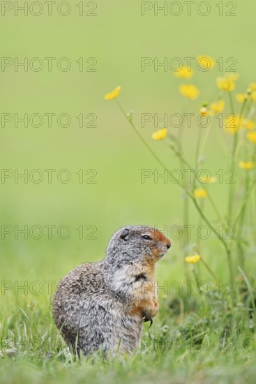 Columbia ground squirrel (Urocitellus columbianus, Spermophilus columbianus), Yoho National Park,