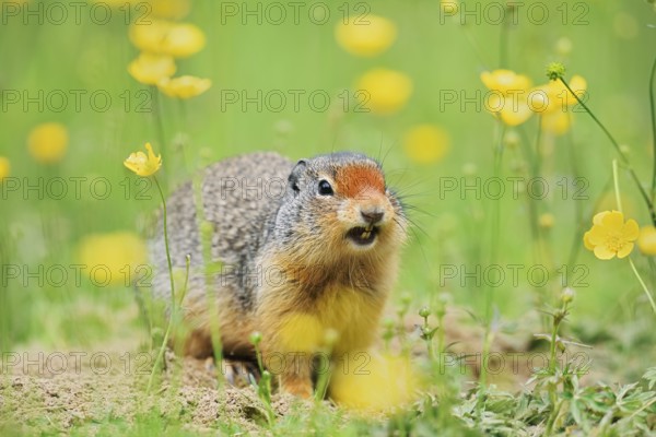 Columbia ground squirrel (Urocitellus columbianus, Spermophilus columbianus) sits calling at a