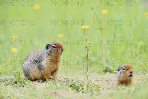 Columbia ground squirrel (Urocitellus columbianus, Spermophilus columbianus), two adults at the