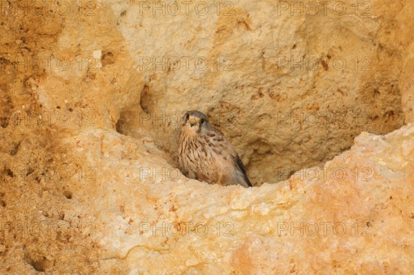 Kestrel (Falco tinnunculus), female at the breeding den in a rock, Algarve, Portugal