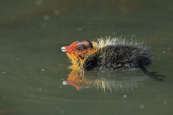 Eurasian Coot (Fulica atra), swimming chick, North Rhine-Westphalia, Germany