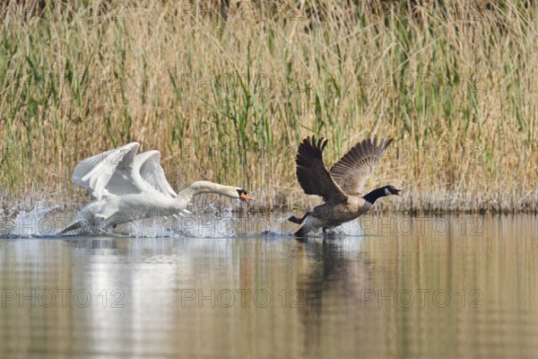 Mute swan (Cygnus olor) chasing away a Canada goose (Branta canadensis), North Rhine-Westphalia,