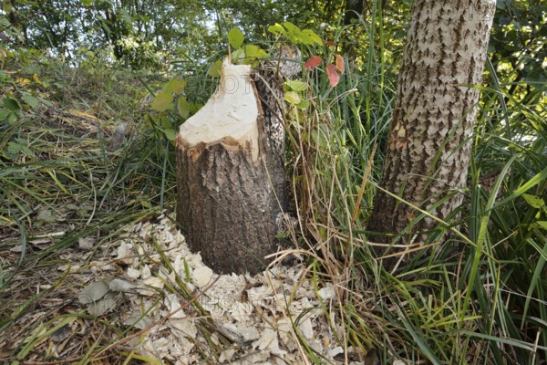 Trembling poplar (Populus tremula) felled by the European beaver (Castor fibre), North