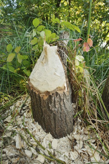 Trembling poplar (Populus tremula) felled by the European beaver (Castor fibre), North