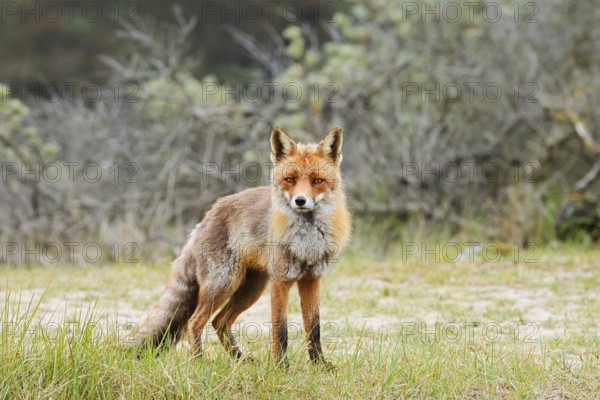 Red fox (Vulpes vulpes), North Holland, Netherlands
