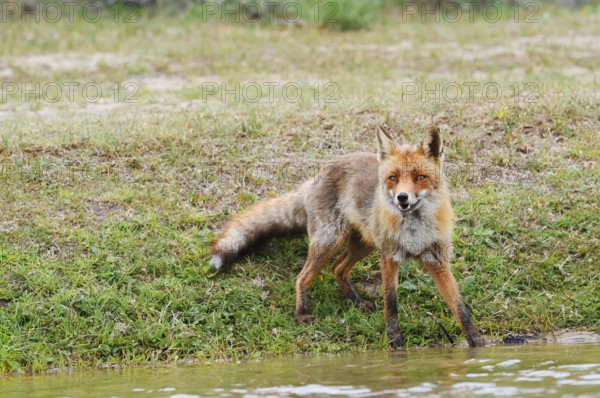 Red fox (Vulpes vulpes) standing by a stream, North Holland, Netherlands