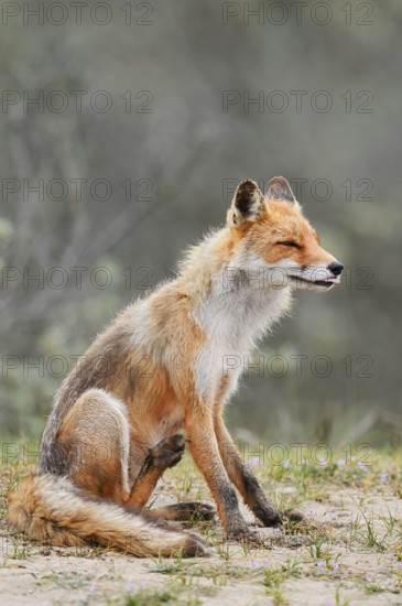 Red fox (Vulpes vulpes), North Holland, Netherlands