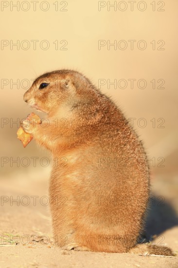 Black-tailed prairie dog (Cynomys ludovicianus), sits upright and eats a carrot, captive, occurring