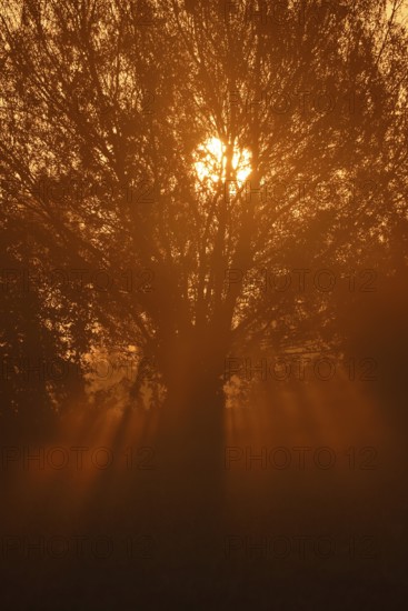 Pollarded willow, silver willow (Salix alba) in the morning mist at sunrise, North