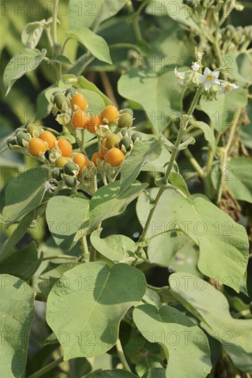 Dwarf tamarillo or dwarf tree tomato (Solanum abutiloides, Cyphomandra abutiloides), fruits on the