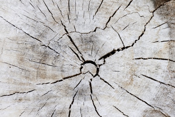 Black poplar or Saar tree (Populus nigra), cross-section of the trunk, North Rhine-Westphalia,