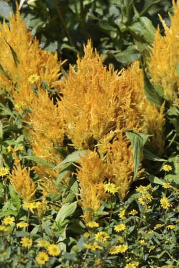 Feather bush celosia or silver celosia (Celosia argentea), ornamental plant, North