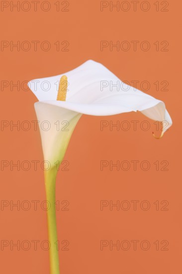 Indoor calla or calla (Zantedeschia aethiopica), flower, Algarve, Portugal
